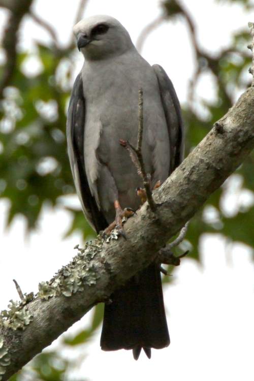 black hawk kite black hawk kite