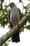 Mississippi Kite