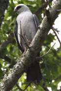 Mississippi Kite