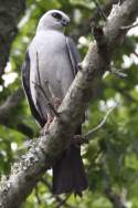 Mississippi Kite