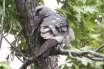 Mississippi Kite