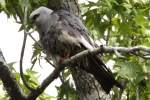 Mississippi Kite