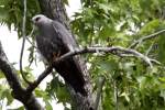 Mississippi Kite