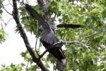 Mississippi Kite