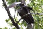 Mississippi Kite