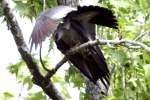 Mississippi Kite