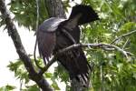 Mississippi Kite