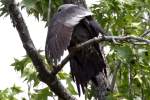 Mississippi Kite