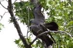 Mississippi Kite