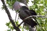 Mississippi Kite