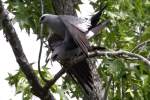 Mississippi Kite