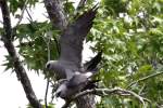 Mississippi Kite