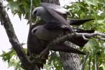 Mississippi Kite