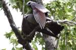 Mississippi Kite