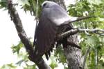 Mississippi Kite