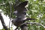 Mississippi Kite