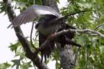 Mississippi Kite