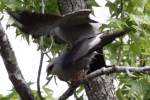 Mississippi Kite