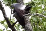 Mississippi Kite