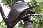 Mississippi Kite