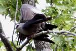 Mississippi Kite