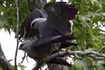 Mississippi Kite