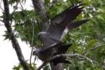 Mississippi Kite