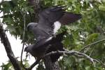 Mississippi Kite