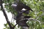 Mississippi Kite