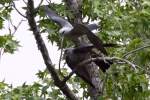 Mississippi Kite