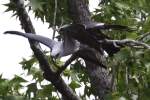 Mississippi Kite