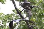 Mississippi Kite