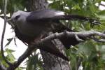 Mississippi Kite