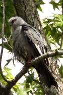 Mississippi Kite