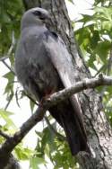 Mississippi Kite