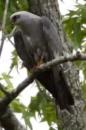 Mississippi Kite