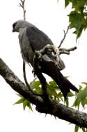 Mississippi Kite