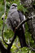 Mississippi Kite