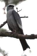 Mississippi Kite