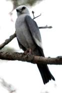 Mississippi Kite