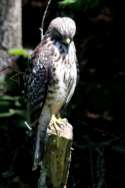 Red-shouldered Hawk - Juvenile plumage