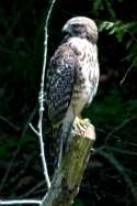 Red-shouldered Hawk - Juvenile plumage