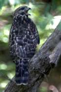 Red-shouldered Hawk - Juvenile plumage