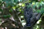 Red-shouldered Hawk - Juvenile plumage