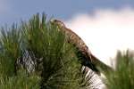 Red-shouldered Hawk - Juvenile plumage