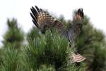 Red-shouldered Hawk - Juvenile plumage