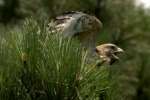 Red-shouldered Hawk - Juvenile plumage