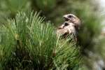 Red-shouldered Hawk - Juvenile plumage