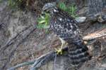 Red-shouldered Hawk - Juvenile plumage