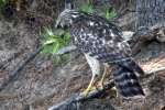 Red-shouldered Hawk - Juvenile plumage